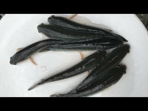 download lagu mp3 mp4 Korameenu Fish, download lagu Korameenu Fish gratis, unduh video klip Korameenu Fish