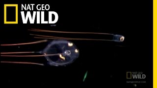 Itsy Bitsy Adorable Death | Nat Geo Wild