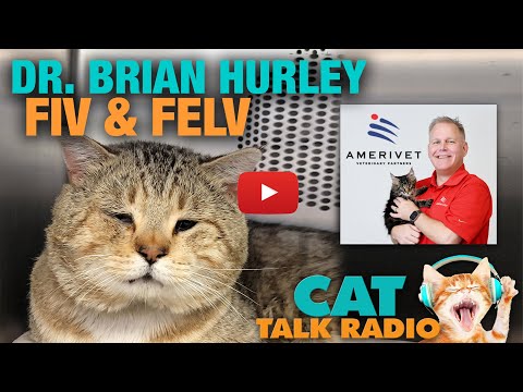 Cat Talk Radio - FIV & FeLV with Dr. Brian Hurley