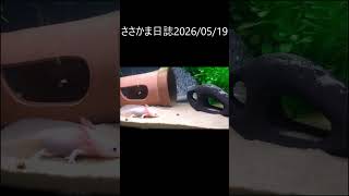 ささかま日誌2026 05.19 #ウーパールーパー