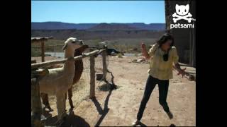 Angry llama spits on woman