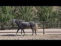 Mare PRE Pure Spanish Bred For sale 2015 Grey