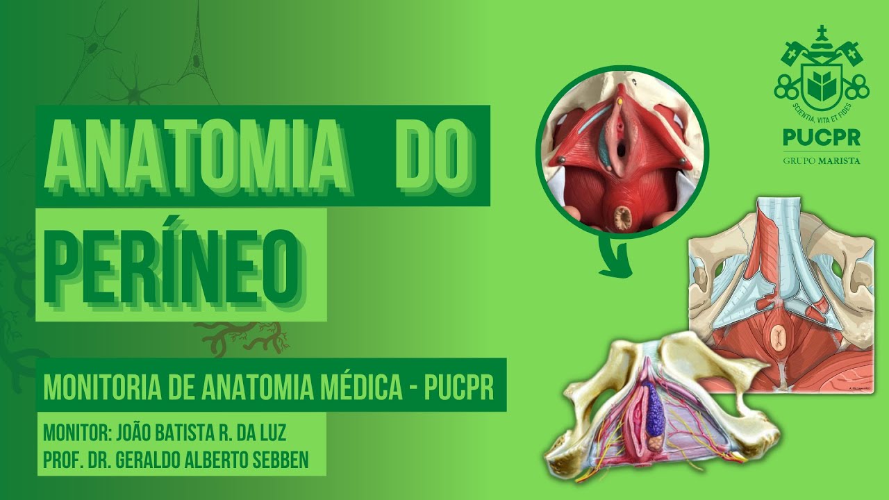 Períneo - Monitoria de Anatomia Médica PUCPR