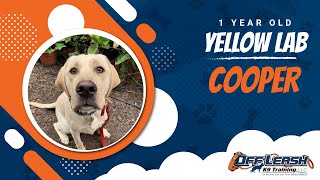 Download Lagu Meet Cooper! | 5 Month old Yellow Lab |Dog Training in Monterey, CA Thumbnail