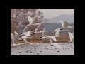 Kitchens of Distinction - Here Come the Swans