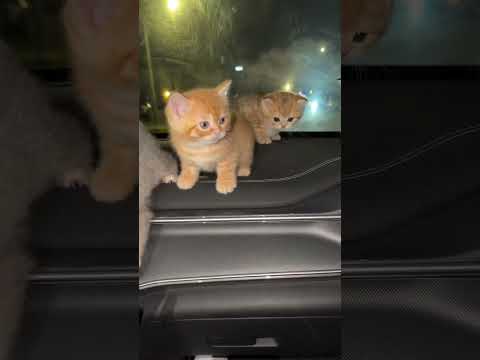 الرحمه حلوه ... 🐈‍⬛