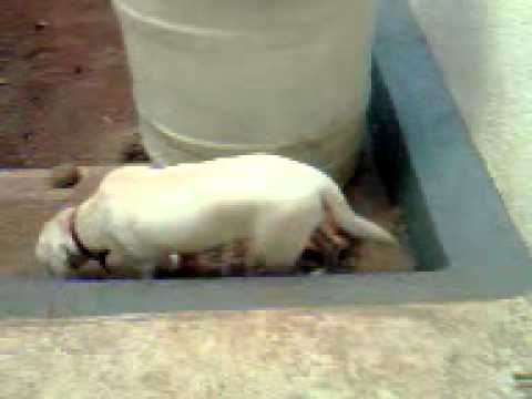 labrador Gini Play with coconut