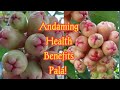 Ano Ang mga Health Benefits Ng Makopa or Rose Apple or Tambis? | Makopa/Rose Apple Health Benefits