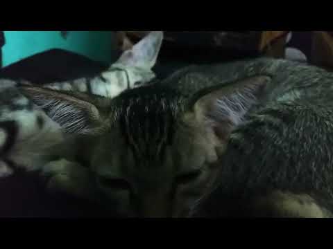 House Chitas @dolanaretumidolanandyou5519