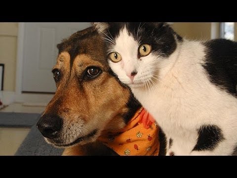 Try Not To Laugh Challenge - Funny Cat & Dog Vines compilation 2017 funny animals suspense