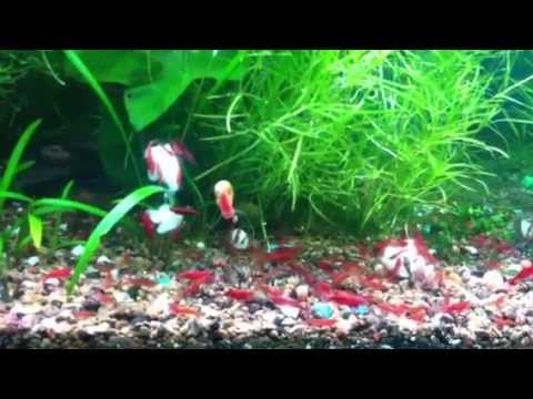Arowana fish discus red cherry shrimp in planted tank fresh