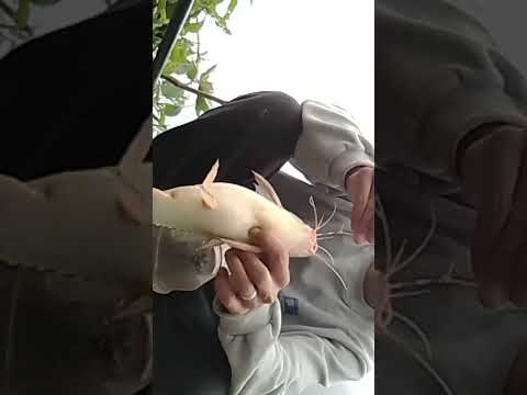 Linda pesca en villa constitución santa fe pesca de armado. 