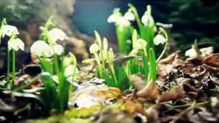 La costura de Dios - Gustavo Cerati (+Bien)