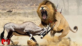 Download lagu Wrong Prey!! When the Prey's Horns Defeat and Injure the Predator!! Wild Animal Fight mp3