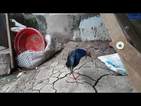 Trích cồ giữ nhà như chó