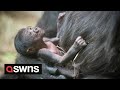 Adorable moment premature baby gorilla is reunited with his family | SWNS