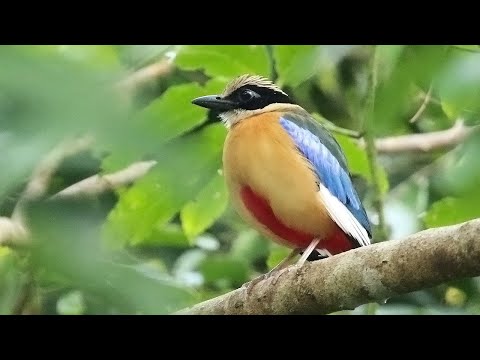 Pita modrokrídla (Pitta moluccensis) — hlas a správanie v prírode