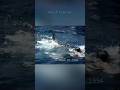 Great White Shark Attack Caught On Camera Shark Attack Files
