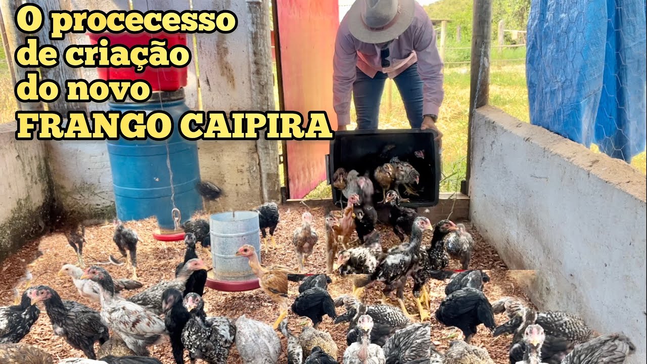 O PROCESSO DE PRODUÇÃO DO FRANGO CAIPIRA MELHORADO
