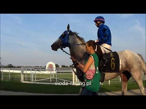 Gon. VIII - 2.09.2018 - Dominer (Prince of Ecosse - Desert Dabby)