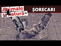 Sorecarul Comun Buteo Buteo Pasari Rapitoare De Zi Din Romania