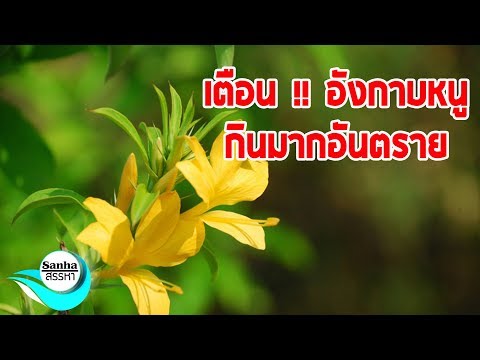 เพิ่มสมาชิกบ้านของพวกเขาเอง ขยายขนาดอวัยวะเพศธรรมชาติ