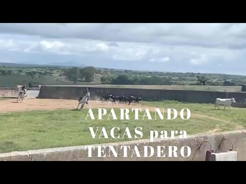 APARTANDO VACAS para TENTADERO