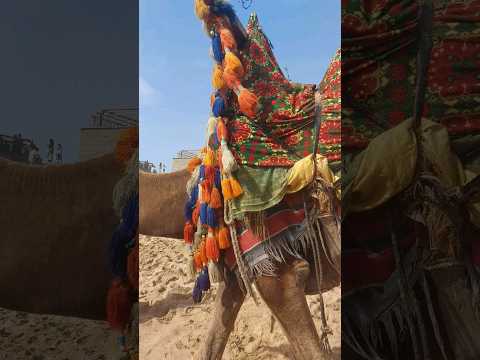 Camel ride anyone? #shortsvideo #shorts #camel #viral