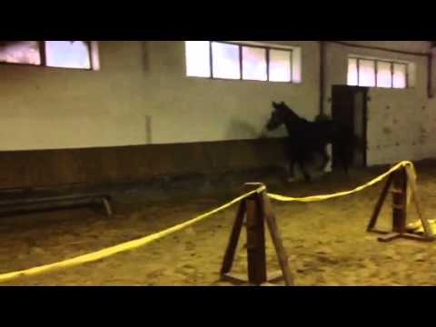 Pferde-Inserat Nr.70257 auf ich-habe-ein-pferd.com