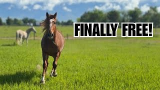$25 Auction horse's first time on Pasture ~ She LOVED it!