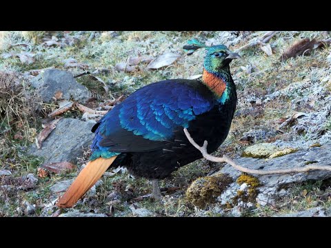 BIRDS of INDIA: UTTARAKHAND