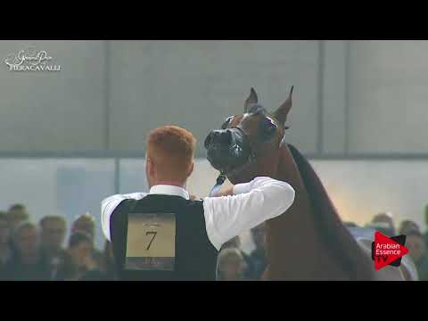 N.7 ADILA MONISCIONE - Gran Prix Fieracavalli 2017 - Yearling Fillies (Class C)
