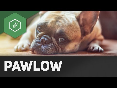 Der Pawlow'sche Hund - Einstiegsvideo Verhaltensbiologie