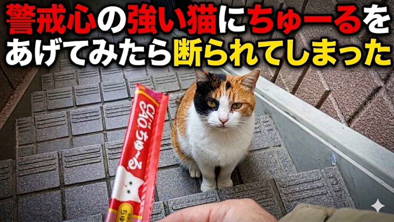 【ちゅーる完敗】警戒心MAXの猫にちゅーるを差し出すと拒否されてしまう
