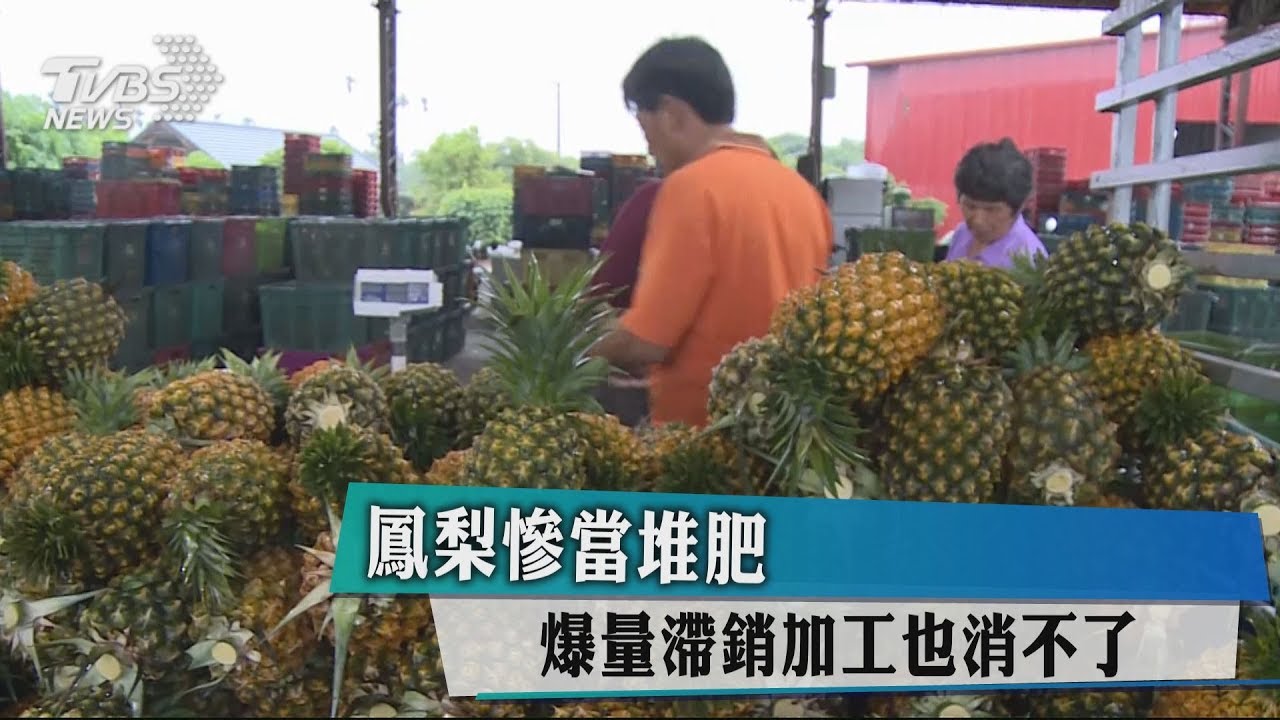 鳳梨慘當堆肥 爆量滯銷加工也消不了