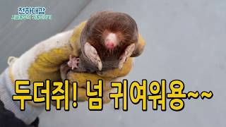 밭에서 두더지 발견! 살아있는 두더지는 첨 보는데 넘 귀여워요~
