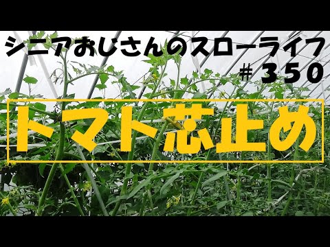 トマトの疫病の蔓延を阻止する奇跡のヒント!  庭園