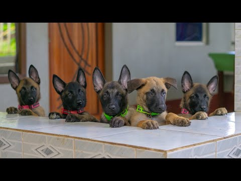Malinois puppies are small predators 🐕‍🦺🦖