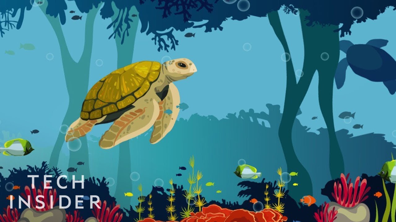 What Would Happen If All The Coral Reefs Died Off?