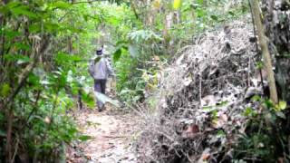 preview picture of video 'Through the Trail [Satchari National Park, Habiganj, Bangladesh]'