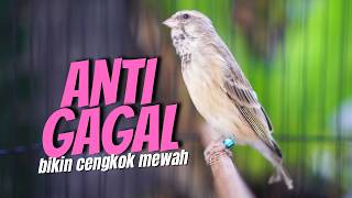 Download lagu ANTI GAGAL BIKIN CENGOK ISIAN MEWAH dengan MASTERAN BLACKTHROAT GACOR SUARA JERNIH durasi PANJANG mp3 Download lagu ANTI GAGAL BIKIN CENGOK ISIAN MEWAH dengan MASTERAN BLACKTHROAT GACOR SUARA JERNIH durasi PANJANG mp3