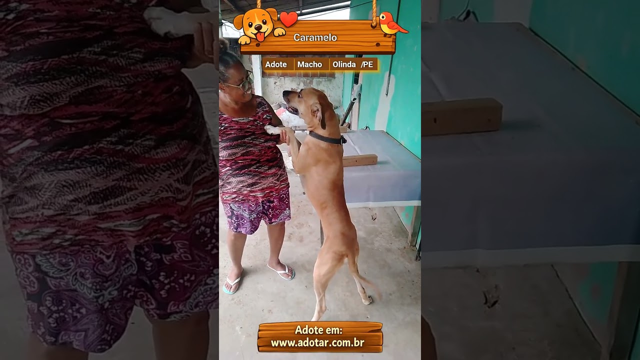 Cachorro raça Dogue Alemão idade 2 a 6 meses nome Caramelo 