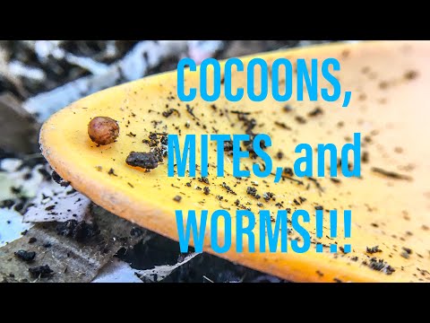 Hot frog worm bin update. Cocoons, mites, and worms - oh my what I've learned!
