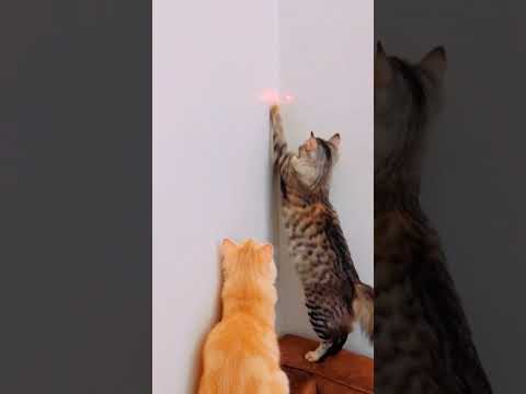 Funny Cats #aattamatherottama