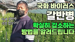 25년 고수의 국화 재배 노하우! 효과만점 갈반병 바이러스 병해 방제법