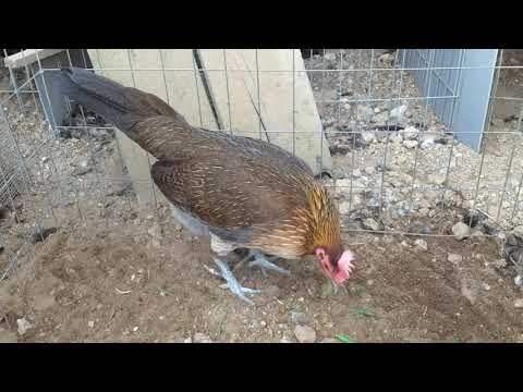 Gallina Hatch