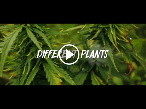 Manatapu - Different Plants (Lyric Video)