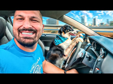 WE COMPETED WITH THE WORLD'S SMARTEST DOGS #2 | $10,000 PRIZE