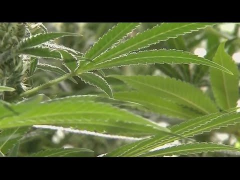 Risecannabis Hagerstown