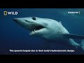 Sharks 101  - Sharkfest on National Geographic Wild